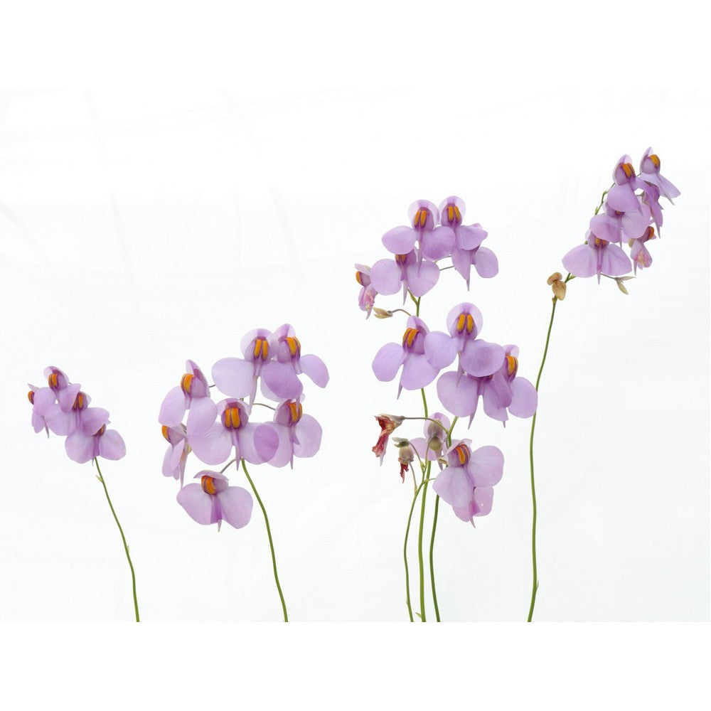 Utricularia reniformis  "Flowering clone"