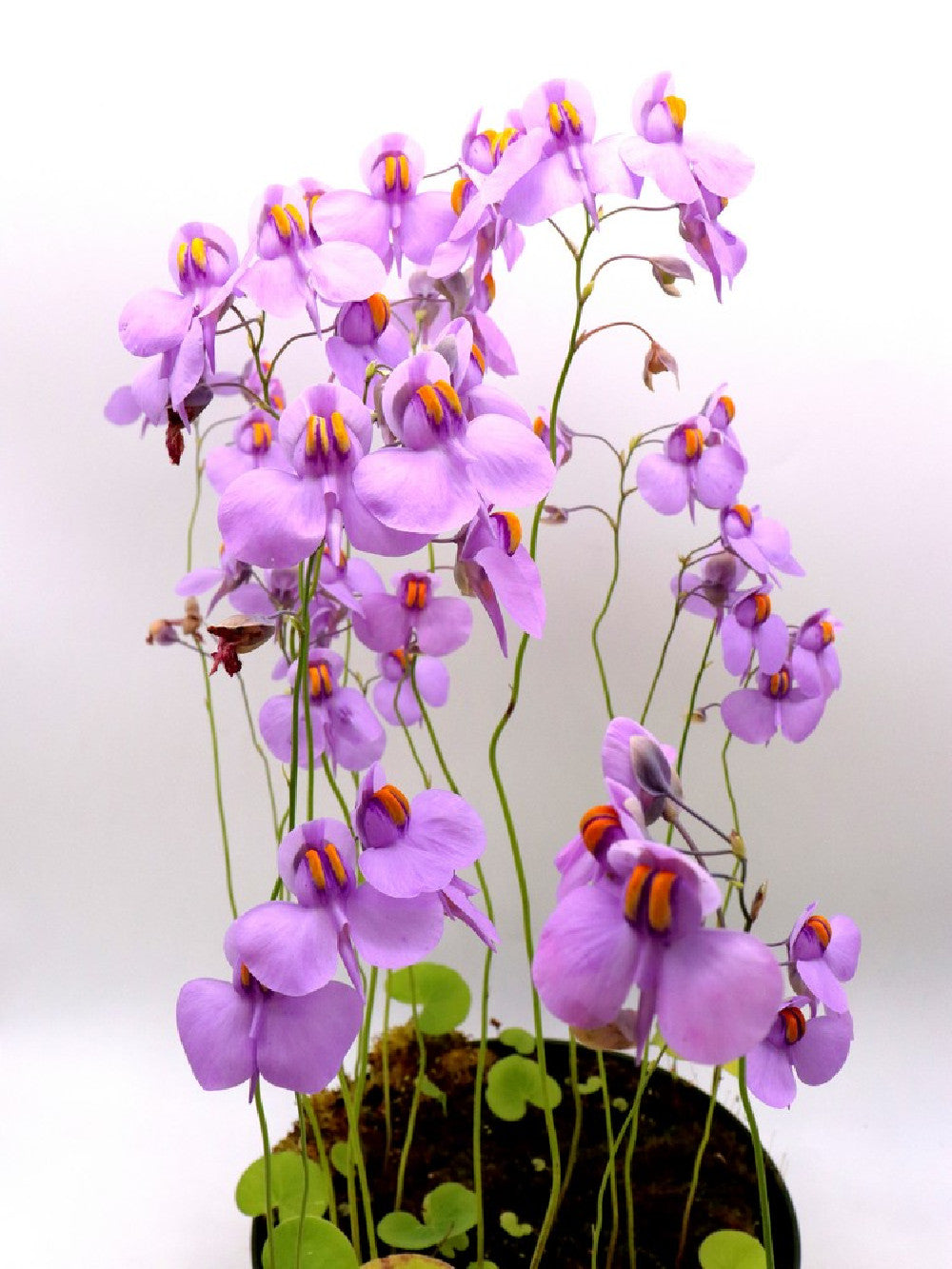 Utricularia reniformis  "Flowering clone"