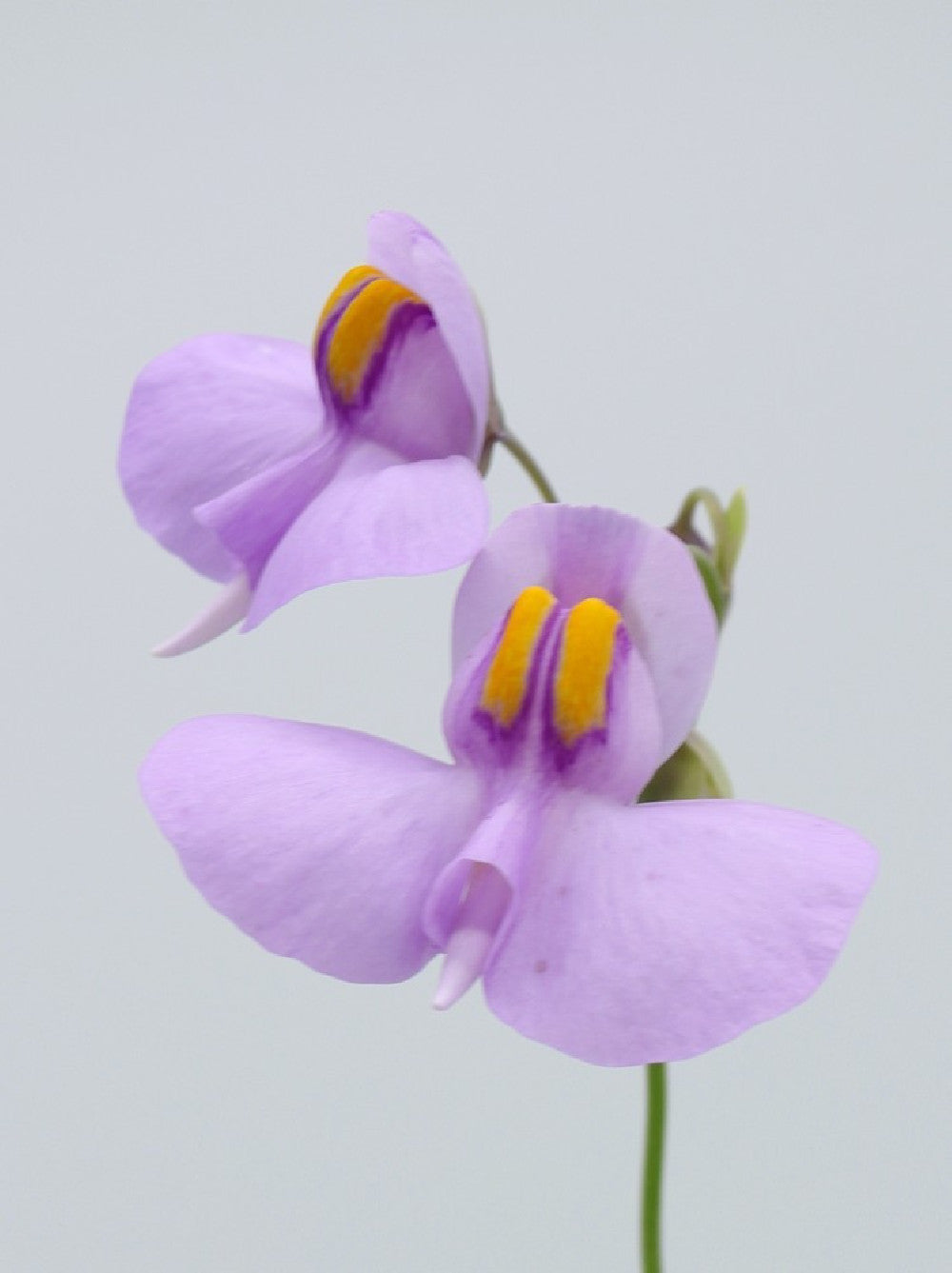 Utricularia reniformis  "Flowering clone"