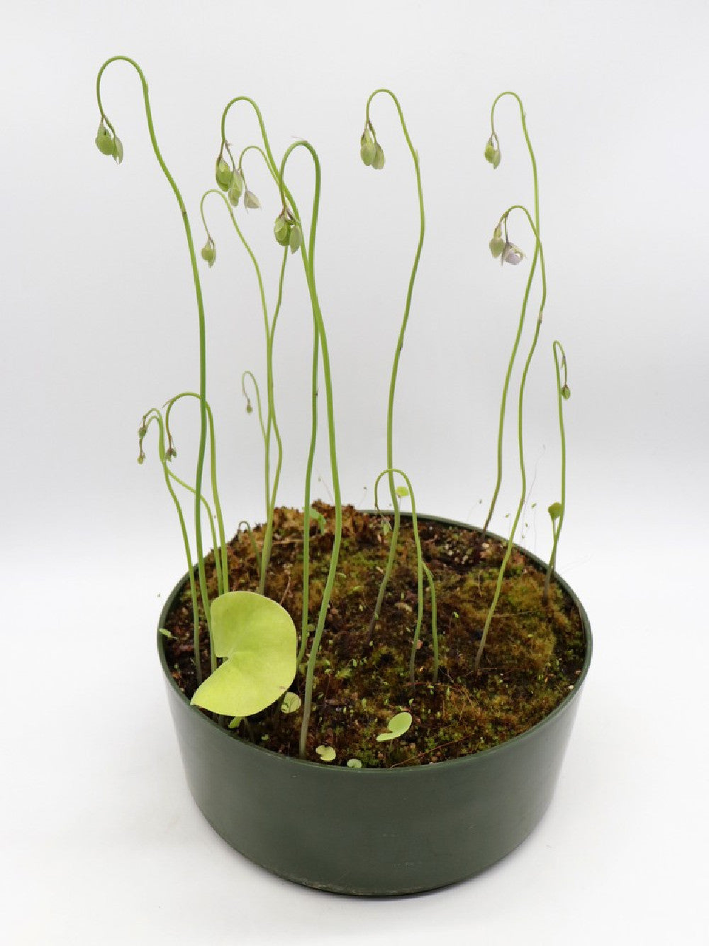 Utricularia reniformis  "Flowering clone"