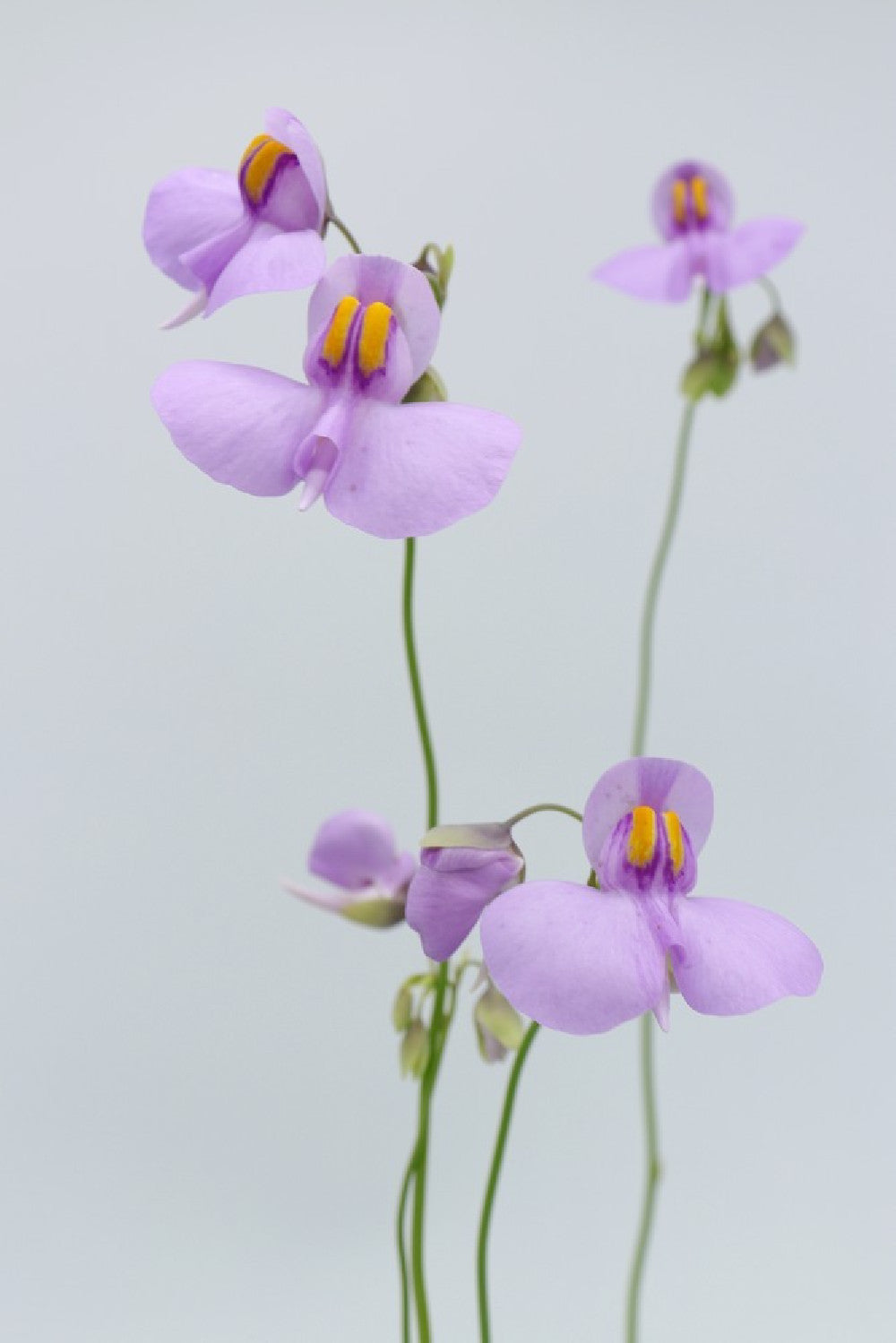 Utricularia reniformis  "Flowering clone"