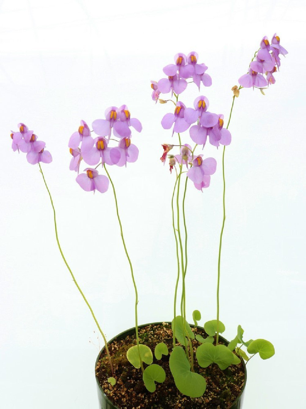 Utricularia reniformis  "Flowering clone"