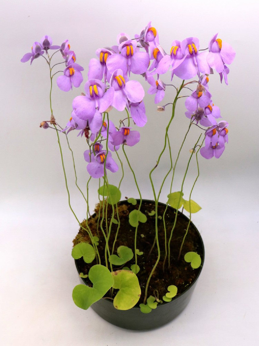 Utricularia reniformis  "Flowering clone"
