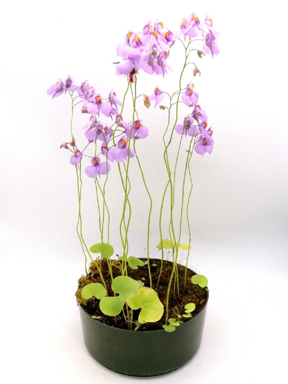 Utricularia reniformis  "Flowering clone"