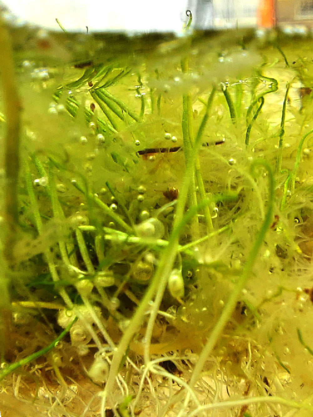 Utricularia resupinata Florida, USA