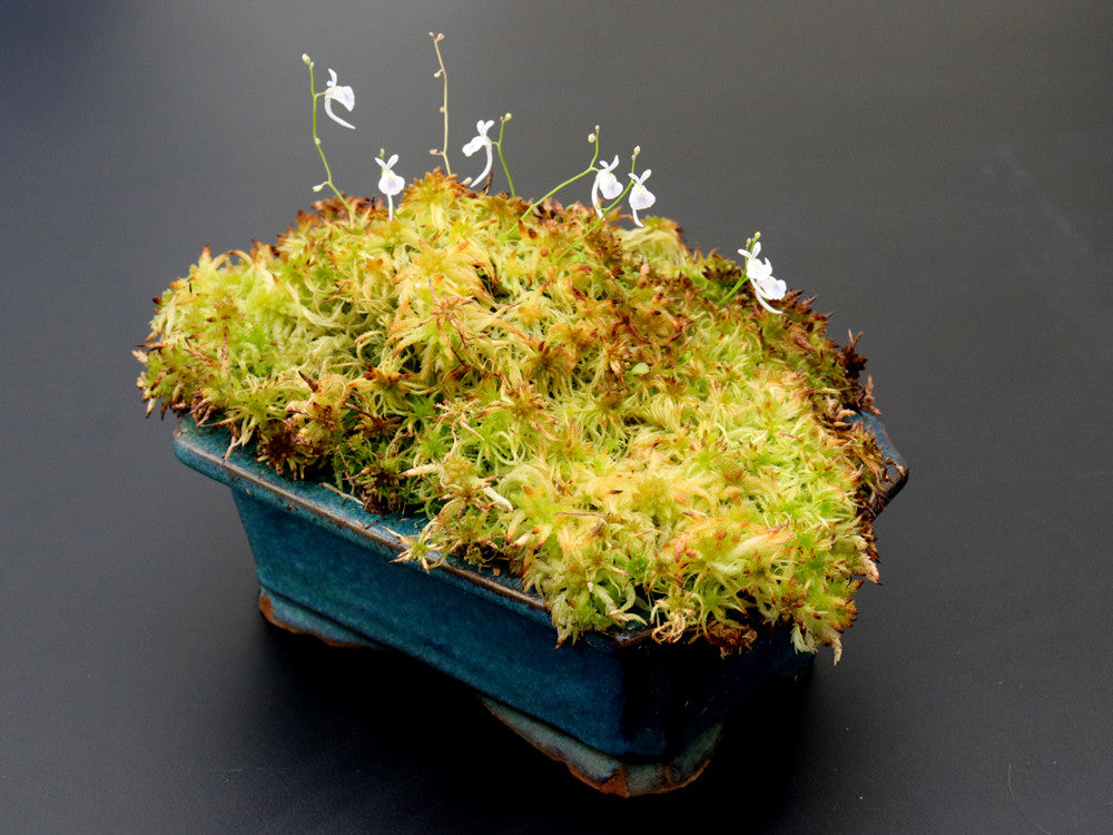 Utricularia sandersonii