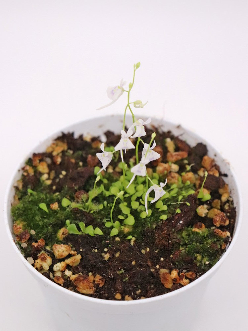 Utricularia sandersonii