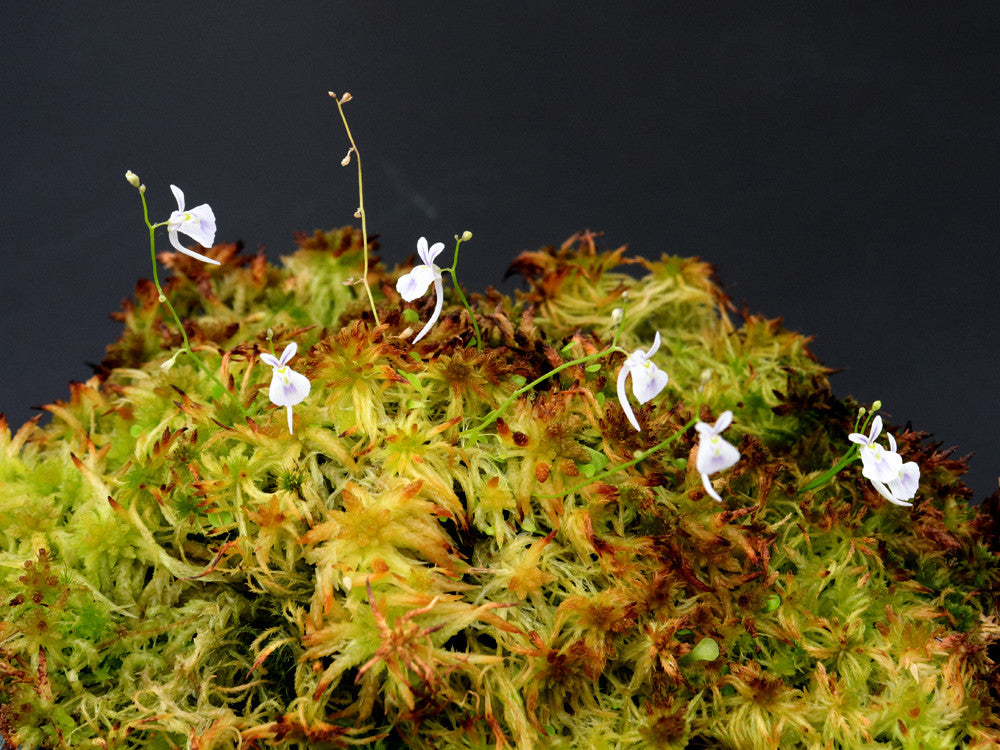 Utricularia sandersonii