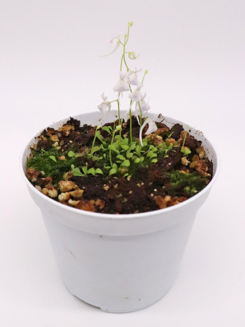 Utricularia sandersonii