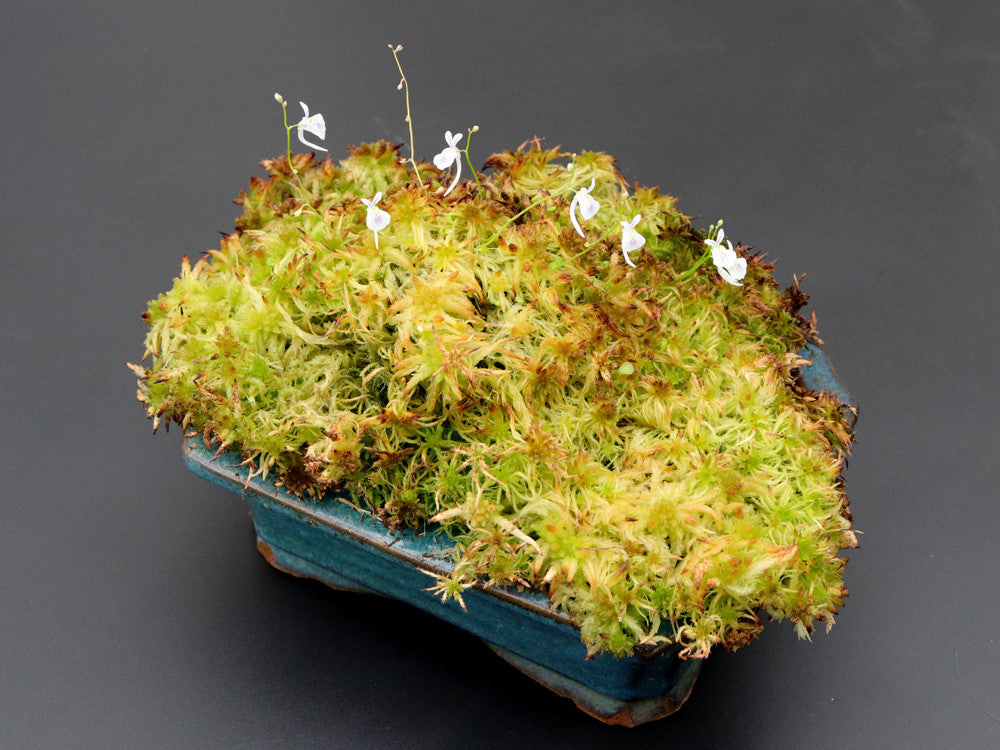 Utricularia sandersonii