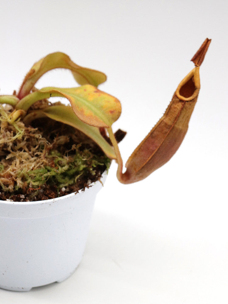 Nepenthes veitchii yellow / brown peristome