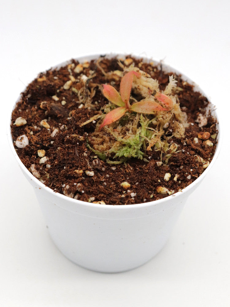 Nepenthes veitchii yellow / brown peristome