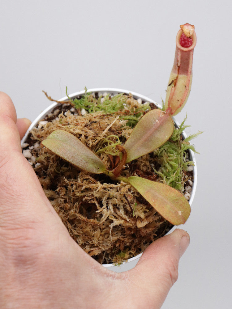 Nepenthes veitchii yellow / brown peristome