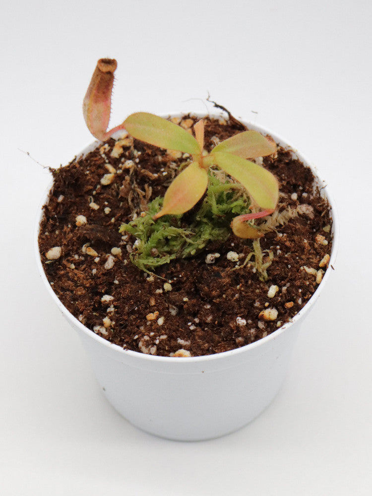 Nepenthes veitchii yellow / brown peristome