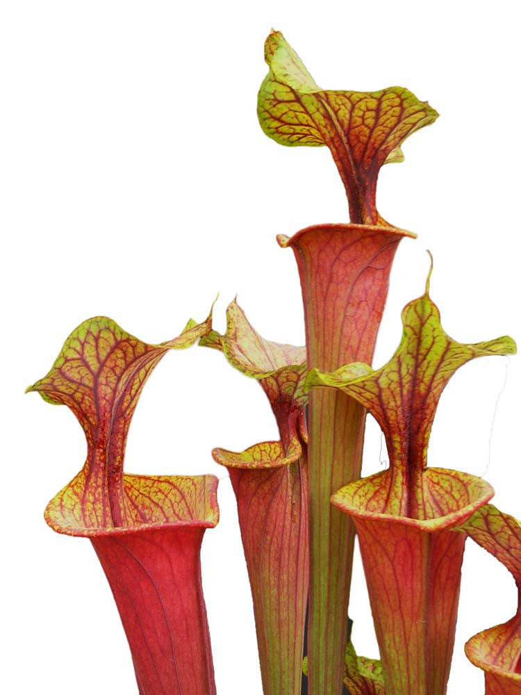 Sarracenia flava var. ornata / rubricorpora intergrade F63 MK