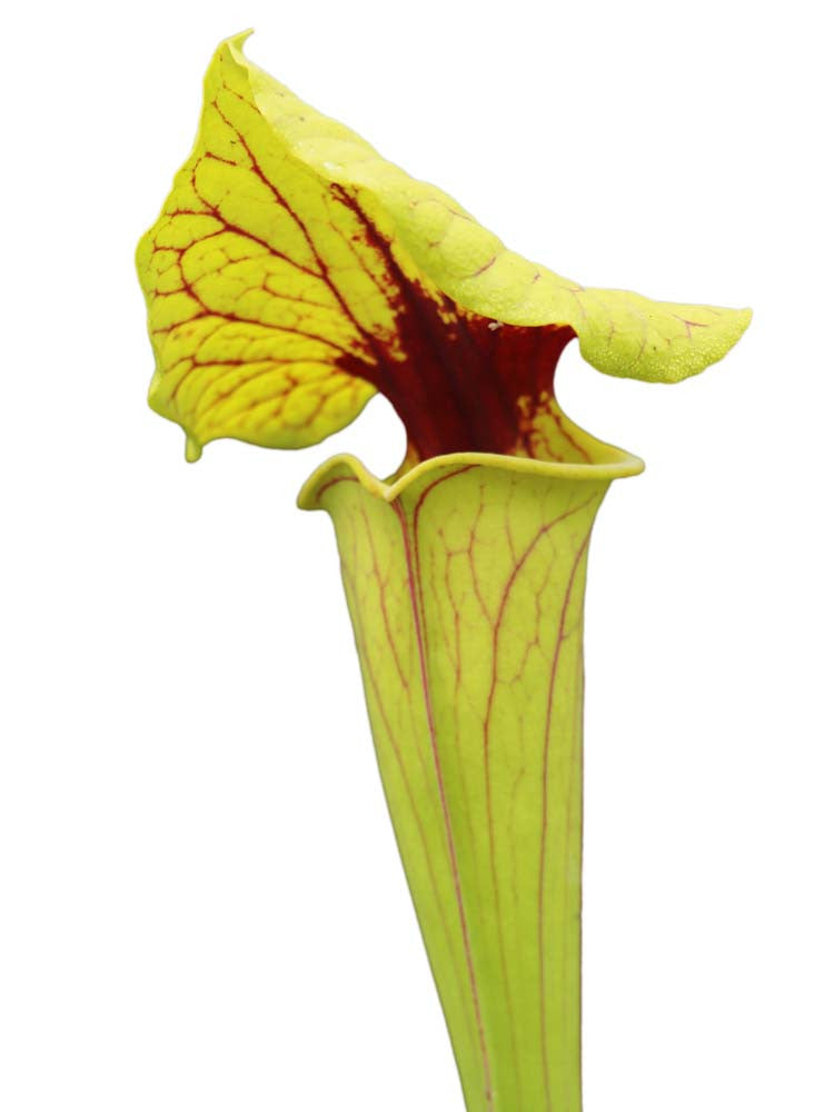 Sarracenia flava var. ornata/rubricorpora intergrade Sandy creek road