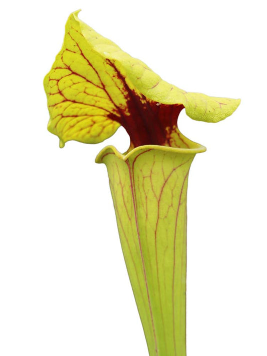Sarracenia flava var. ornata/rubricorpora intergrade  Sandy creek road