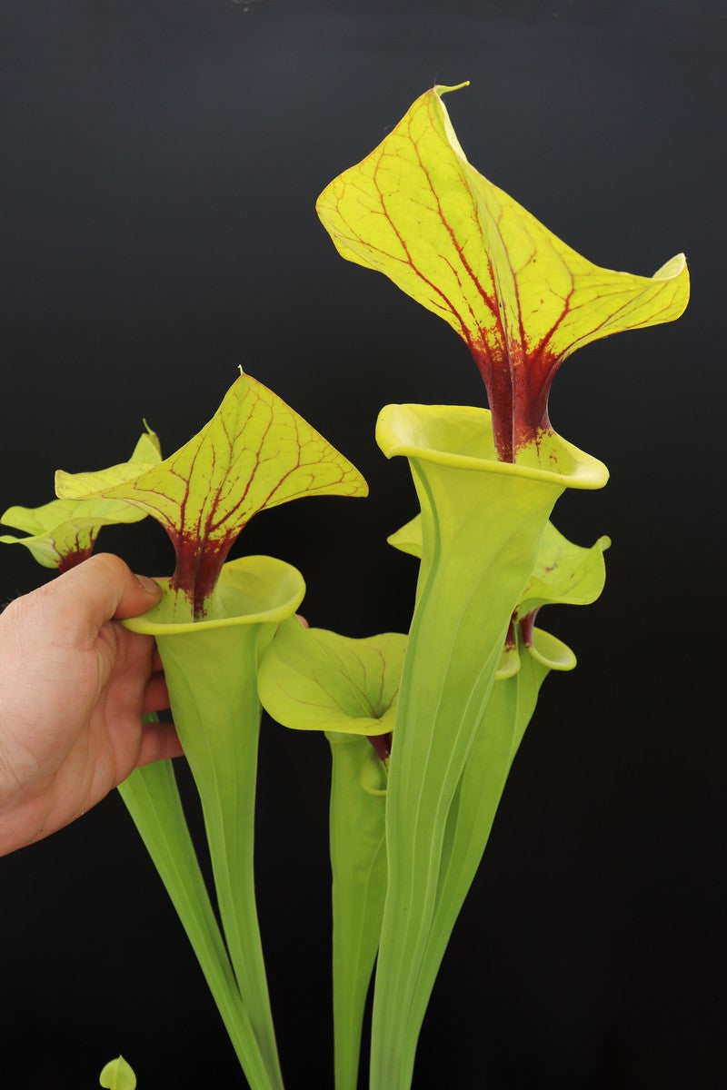 Sarracenia flava var. ornata / rugelii intergrade  F199 MK