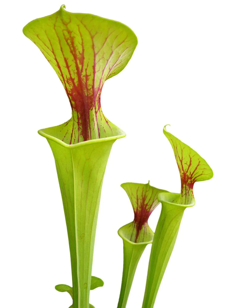 Sarracenia flava var. flava