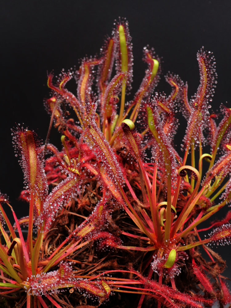 Drosera subtropicale