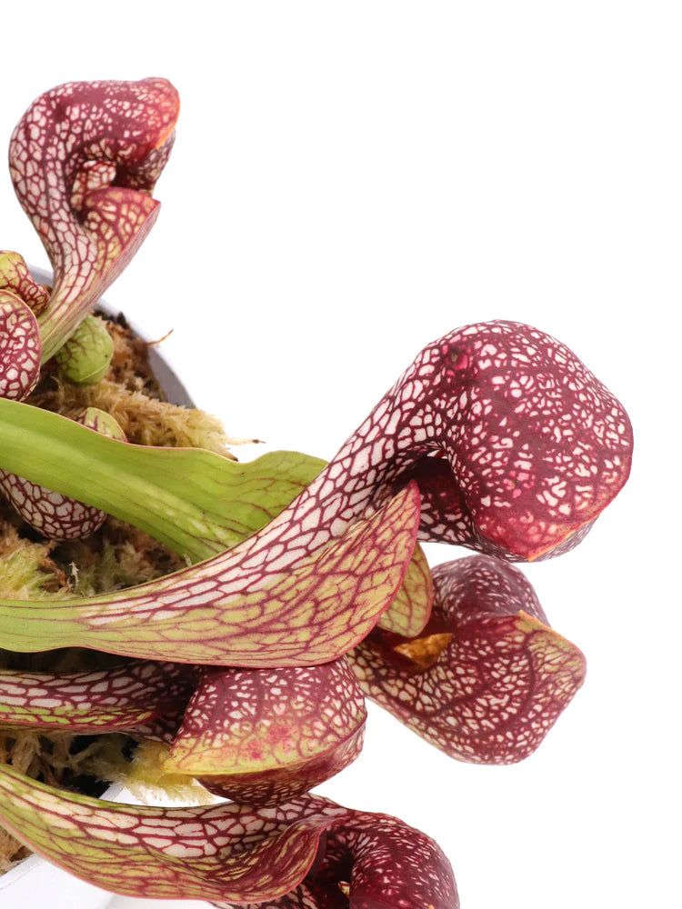 Sarracenia psittacina