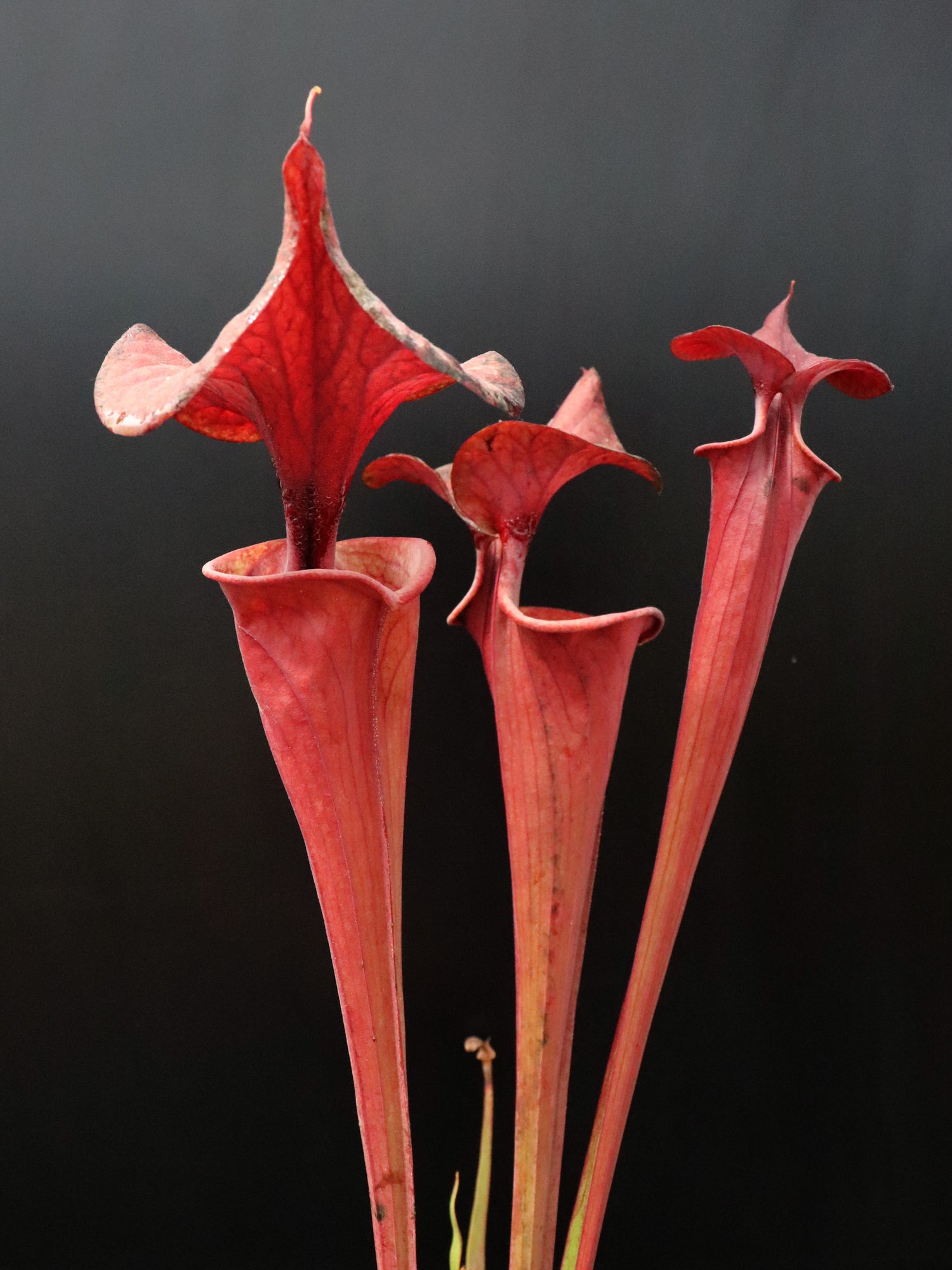 Sarracenia flava var. atropurpurea
