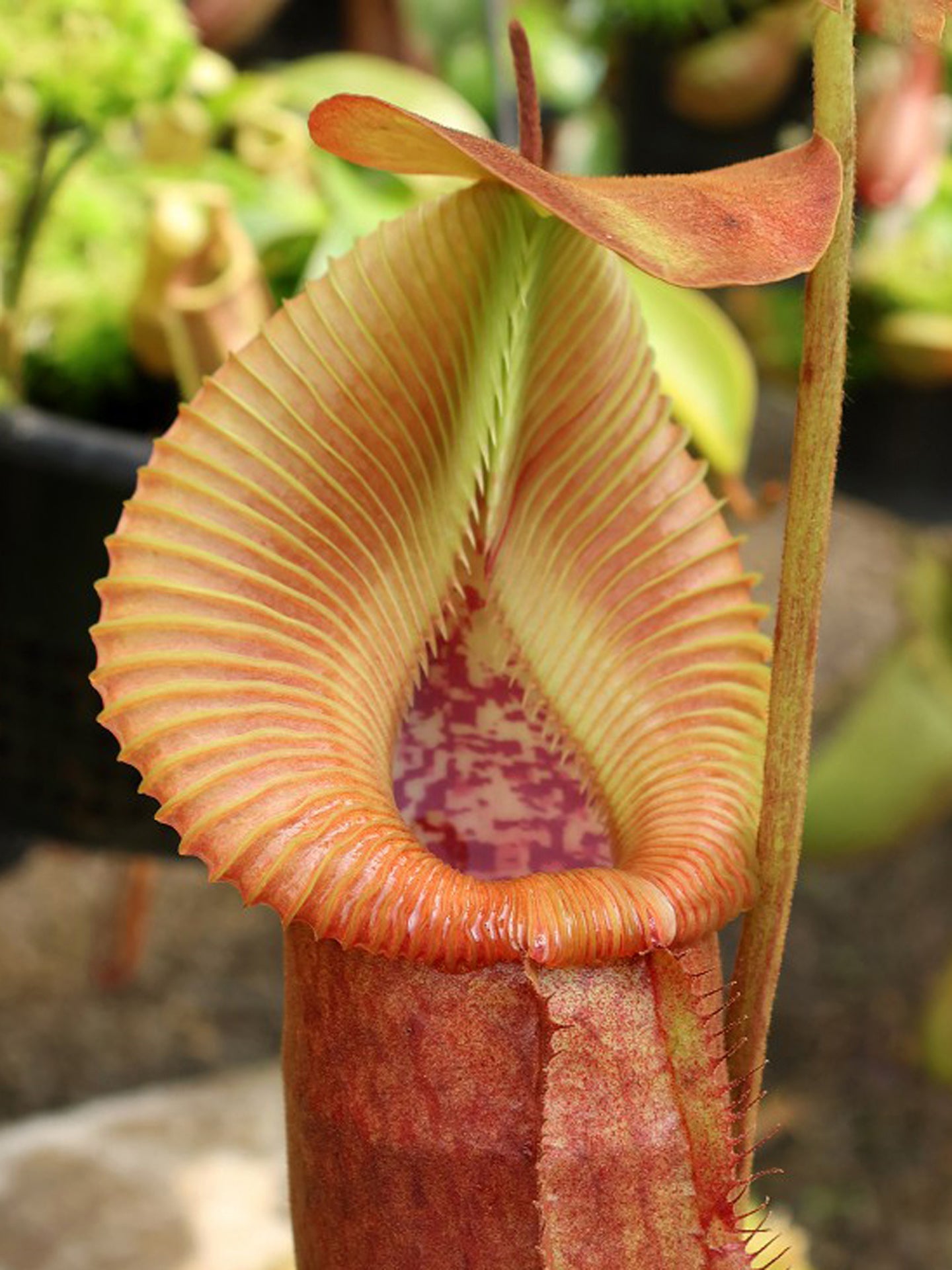 BORNEO EXOTICS NEPENTHES