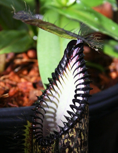 Nepenthes Highland