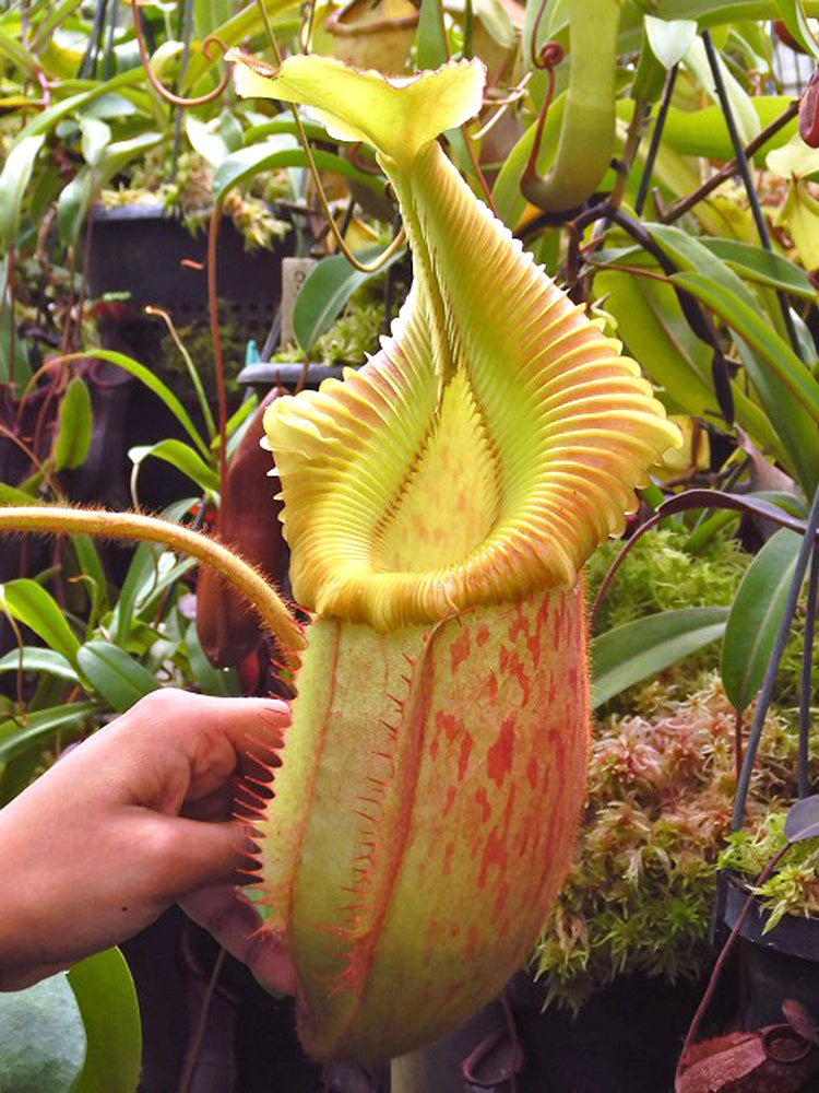 Nepenthes