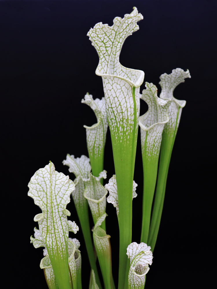 Sarracenia leucophylla