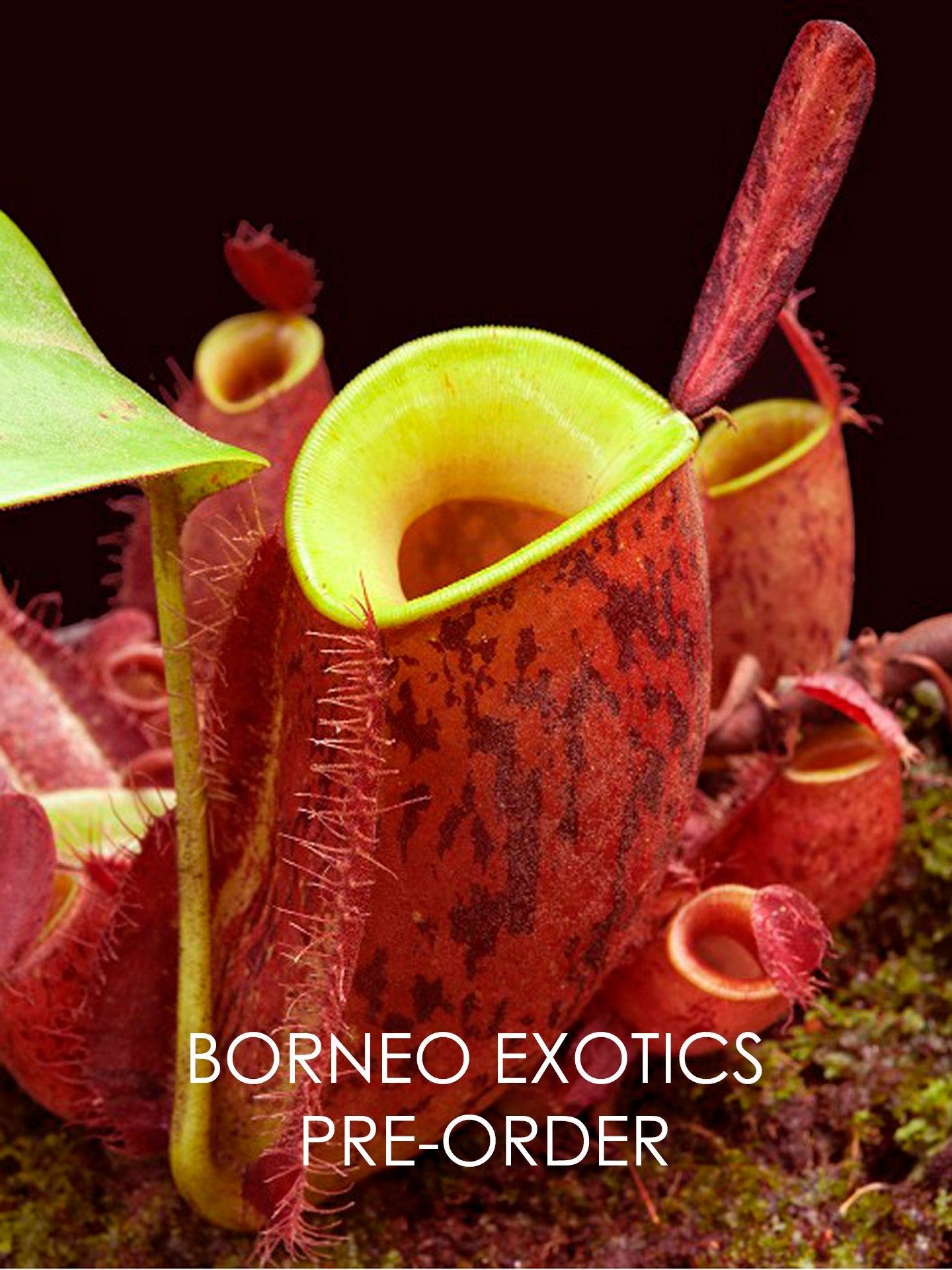 Nepenthes Lowland