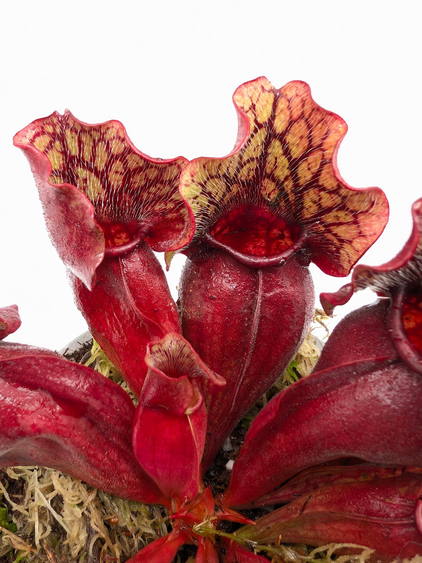 Sarracenia purpurea