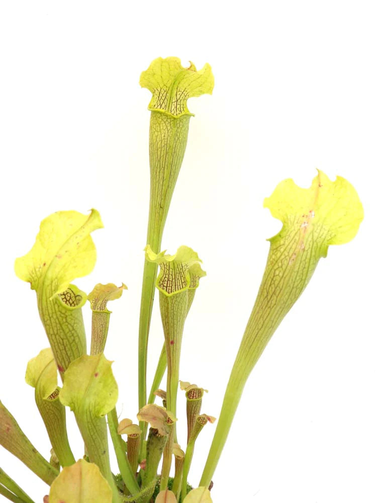 Sarracenia rubra