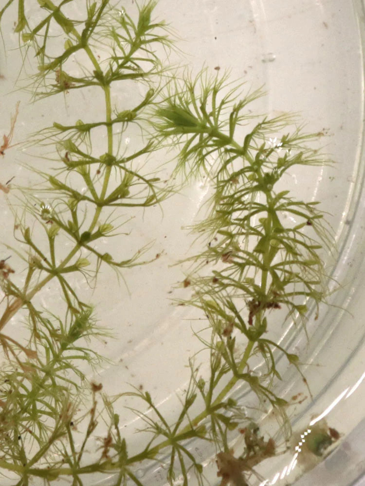 Aldrovanda vesiculosa