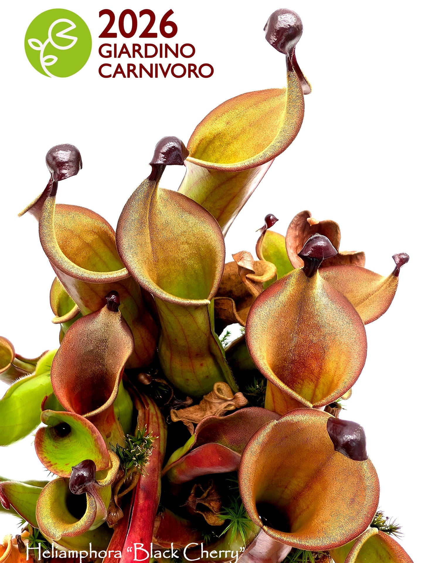 Calendario Giardino Carnivoro 2026
