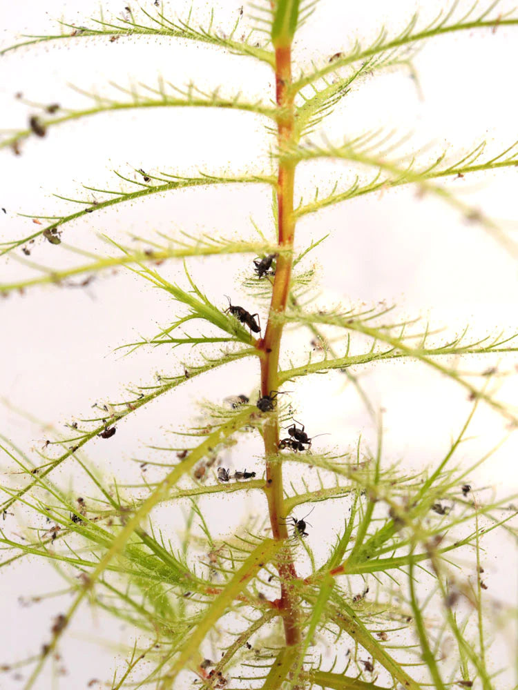 Roridula dentata