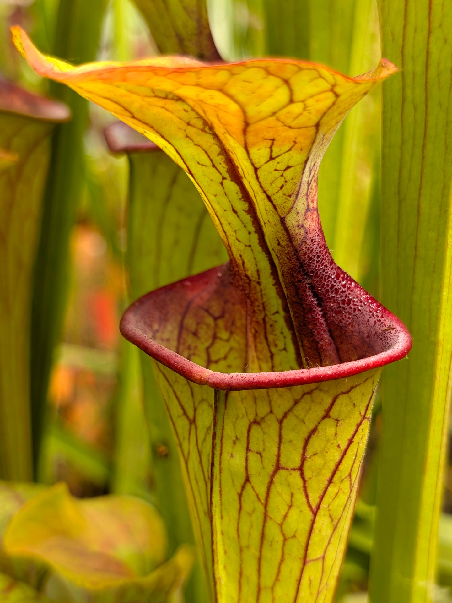 Sarracenia oreophila  O15 MK  Clay County , North Carolina