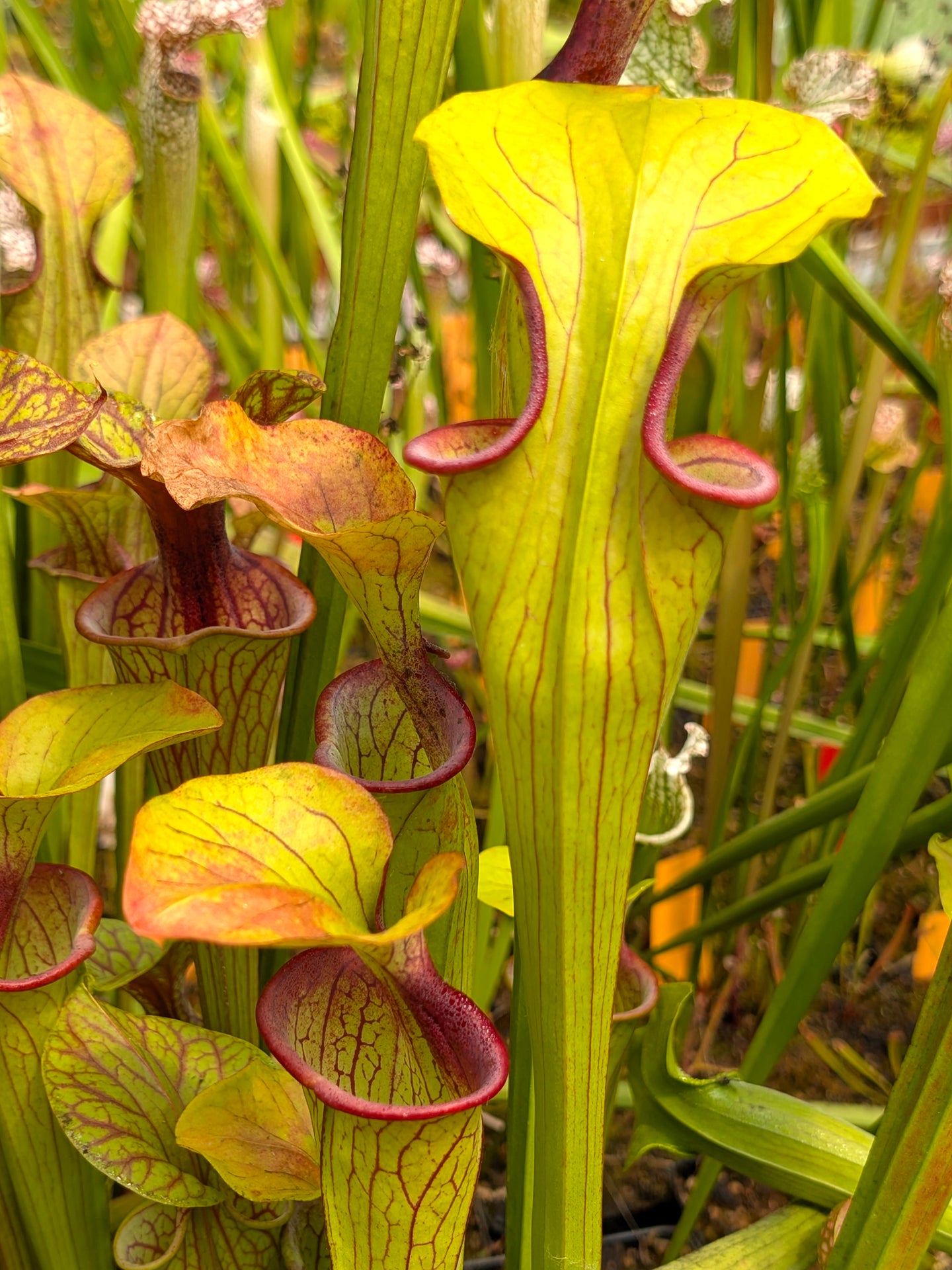 Sarracenia oreophila  O15 MK  Clay County , North Carolina