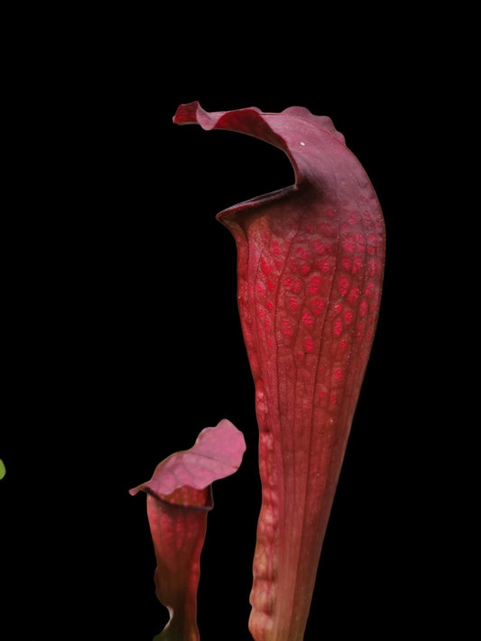 Sarracenia "Black Sugar"