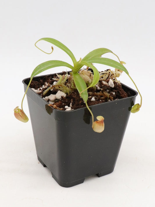 Nepenthes jacqueline  x villosa Kinabalu  Yasuhide Nakagawa cross