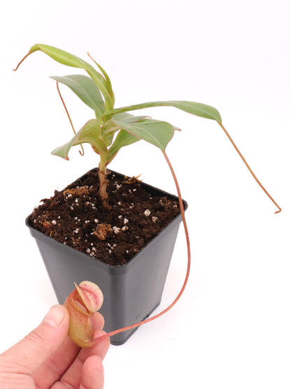 Nepenthes sibuyanensis BE-3164
