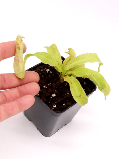 Nepenthes mirabilis var. echinostoma  BE-3372