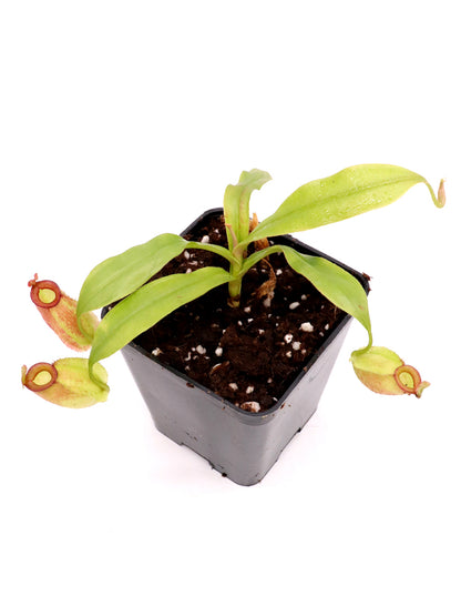 Nepenthes ampullaria "Harlequin" BE-3681