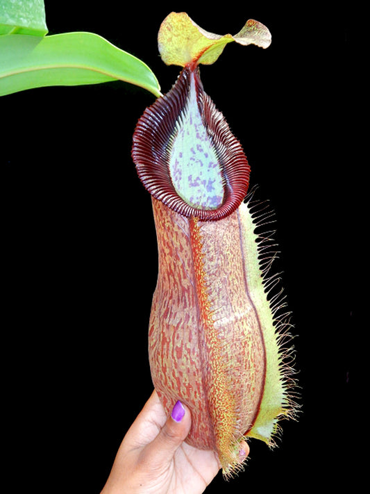 Nepenthes spathulata x hamata "Lumut" BE-3712