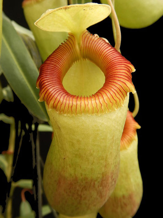 Nepenthes barcelonae  (Ex aenigma)  BE-3770