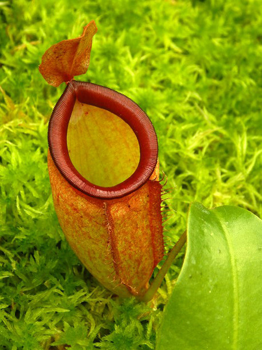 Nepenthes ampullaria x campanulata  BE-3840