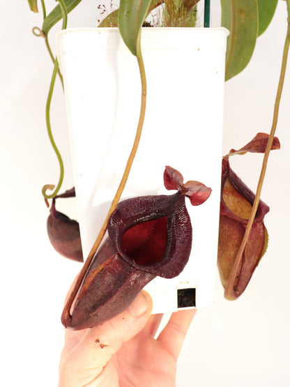Nepenthes spathulata x jacqueline „Best Selected clone“ BE-3894