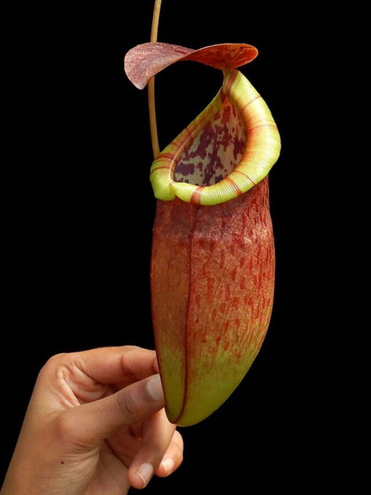 Nepenthes eustachya x tenuis  BE-3971