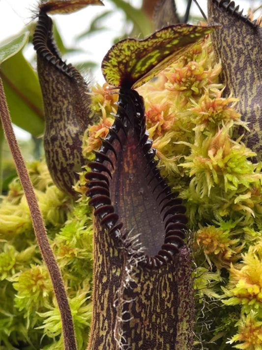 Nepenthes hamata Gunung Tambusisi BE-3975