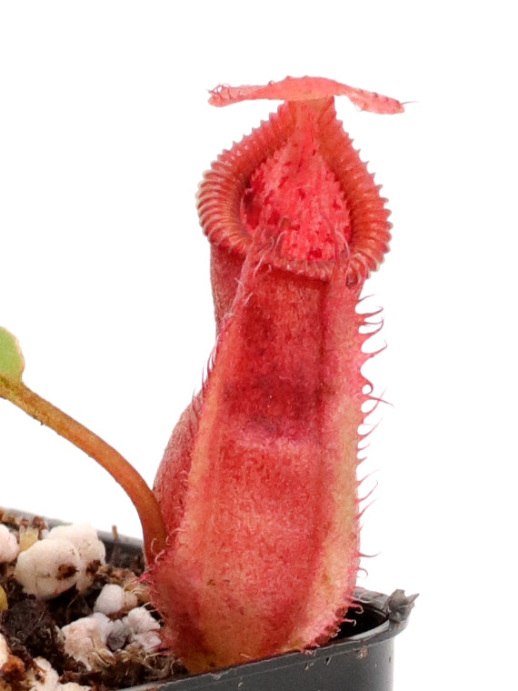 Nepenthes spathulata x "Diabolica" BE-3983